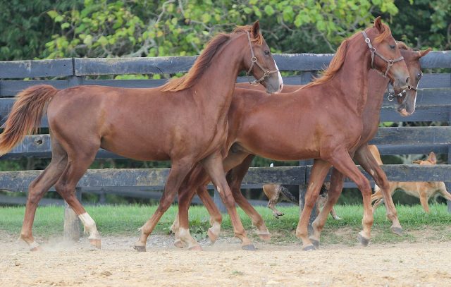 American Saddlebred horse