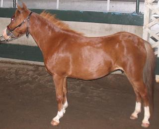 American Shetland Pony