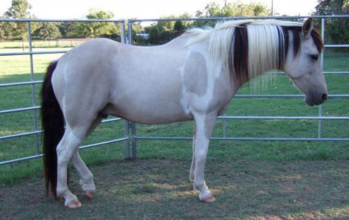 American Spotted Paso horse