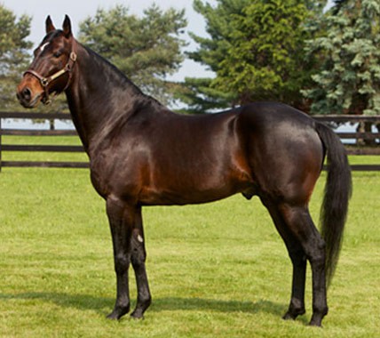 American Standardbred horse