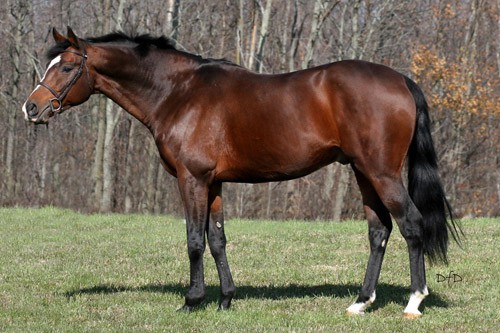 American Thoroughbred horse