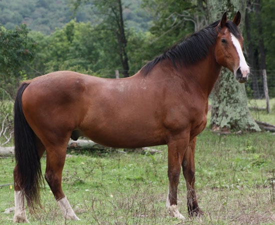 American Warmblood horse