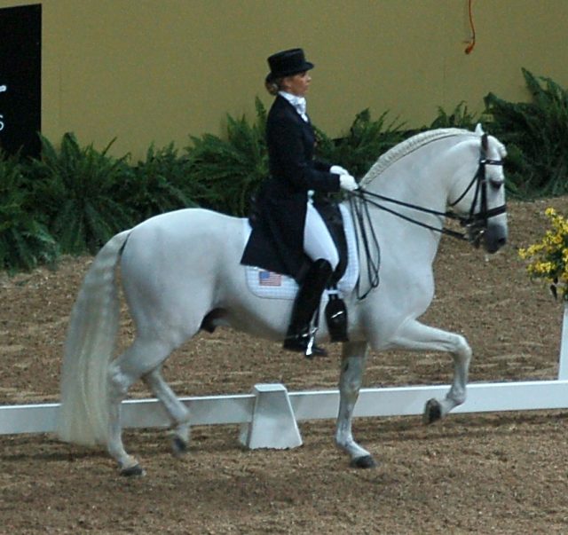 Andalusian horse