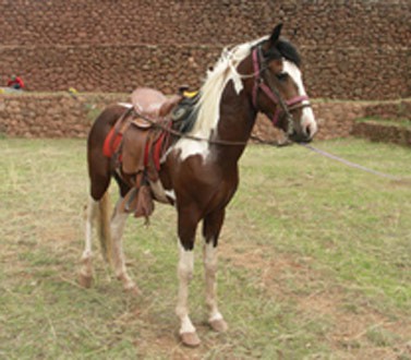 Andean horse