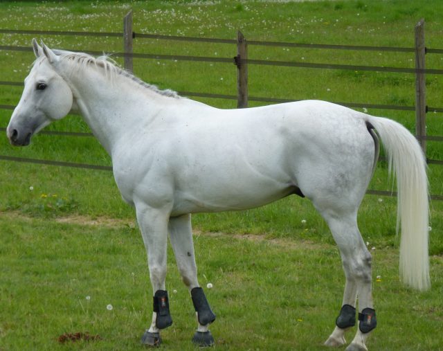 Anglo-Arabian horse
