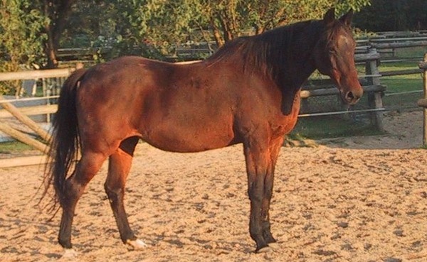 Anglo-Kabarda horse