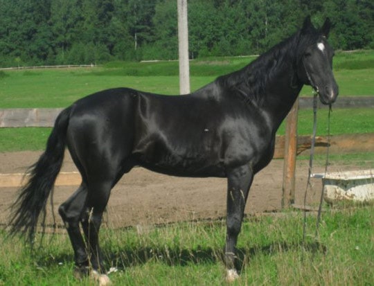 Anglo-Karachai horse