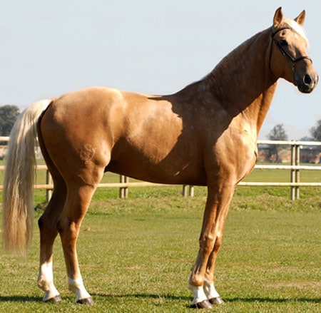 Anglo-Luso horse
