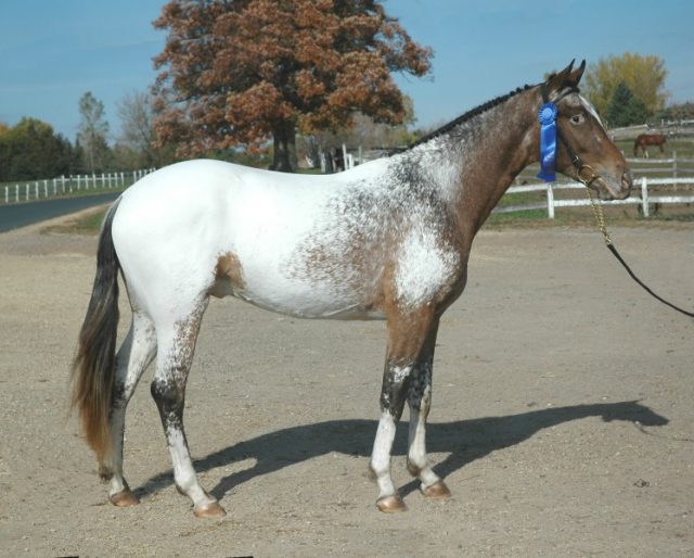 Appaloosa Sport horse