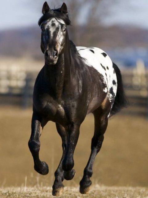 Appaloosa horse