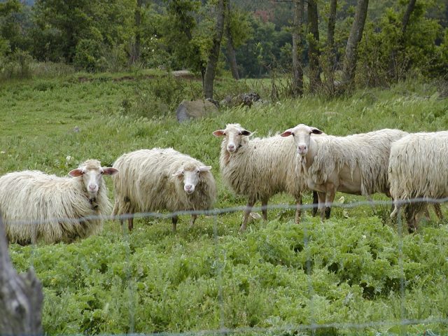 Apennine sheep