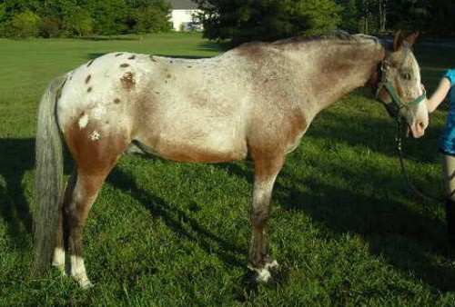AraAppaloosa horse