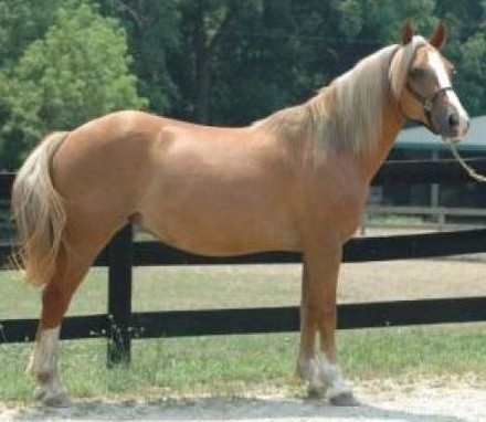 Arab-Haflinger horse