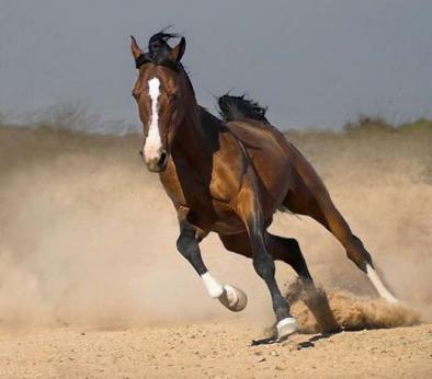 Araba horse