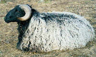 Arabi sheep
