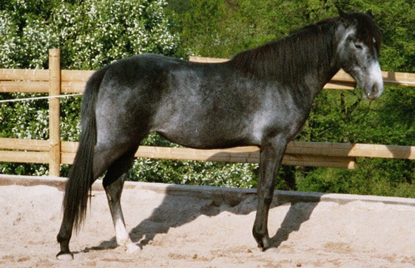 Arabian-Berber Horse