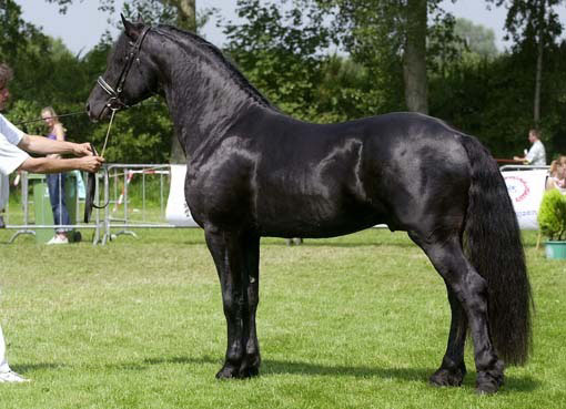 Arabo-Friesian horse