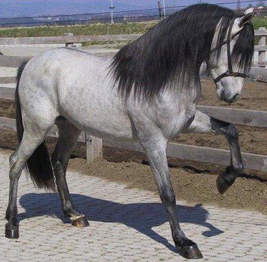 Aralusian horse