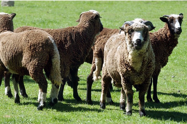 Arapawa sheep