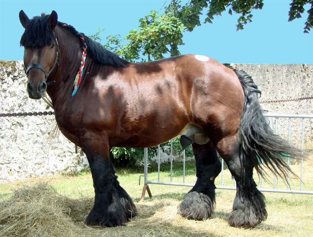 Ardennes horse