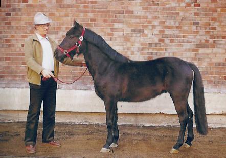 Arenberg-Nordkirchener pony