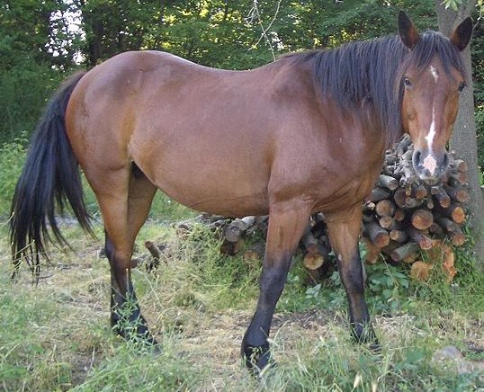 Argentine Criollo horse