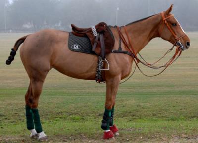 Argentine Polo pony