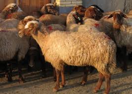Arkhar-Merino sheep