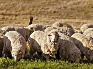 Armenian Semicoarsewool sheep