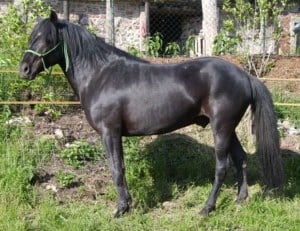 Arravani Horse