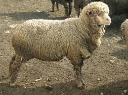 Askanian sheep