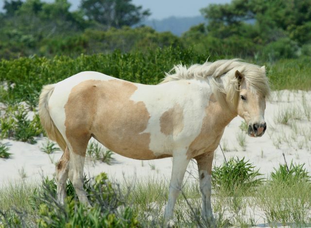 Assateague – Chincoteague pony