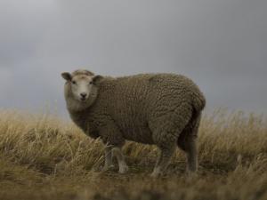 Aussiedown sheep