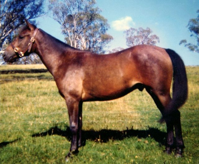 Australian Brumby