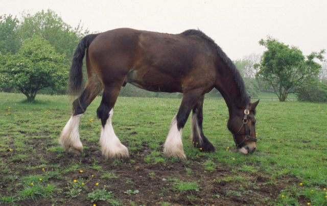 Australian Draught horse