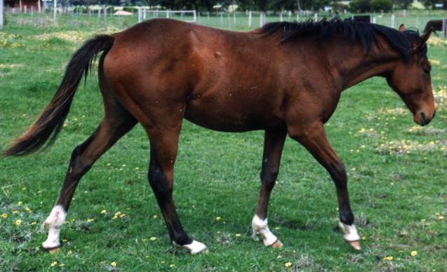 Australian Stock horse