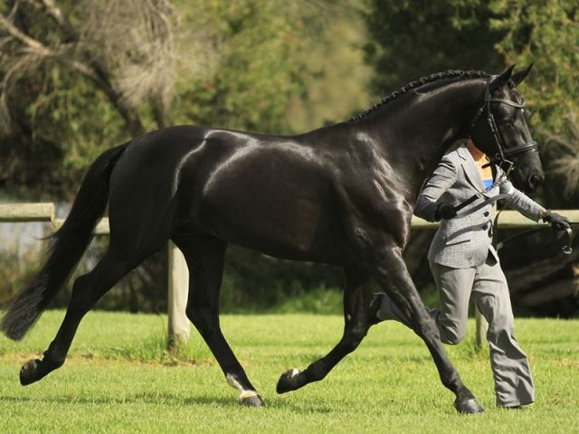 Australian Warmblood horse