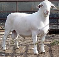 Australian White sheep