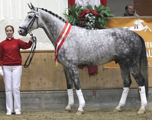 Austrian Warmblood horse