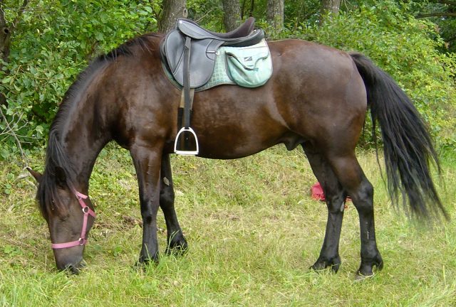 Auvergne horse
