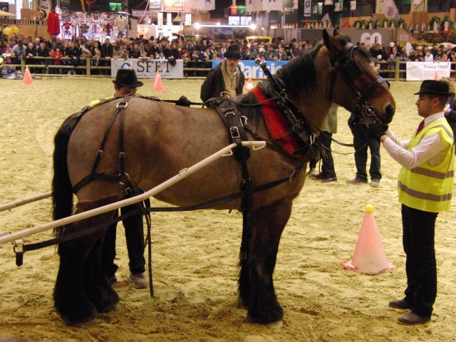 Auxois horse