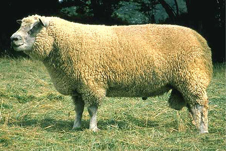 Avranchin sheep