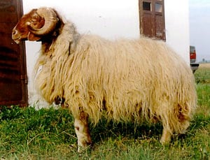 Awassi sheep