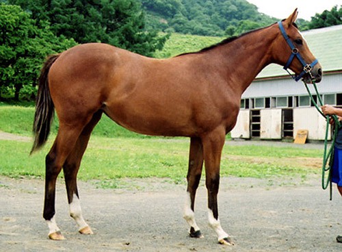 Azerbaijan horse