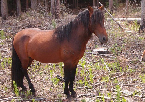 Azores horse