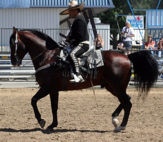 Azteca horse