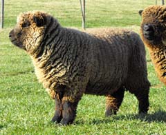 Babydoll Southdown sheep