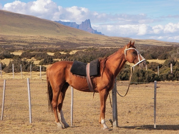 Baguales horse