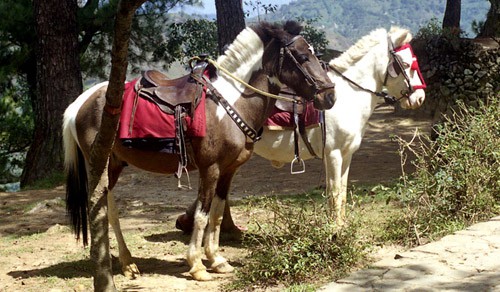 Baguio Light horse