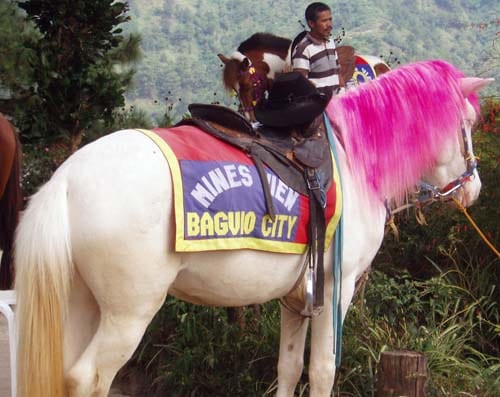 Baguio pony